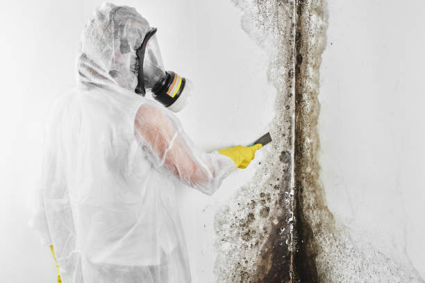 Professional Mold Removal in Beulaville, NC