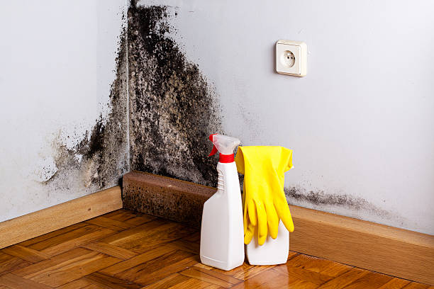 Best Residential Mold Removal  in Beulaville, NC
